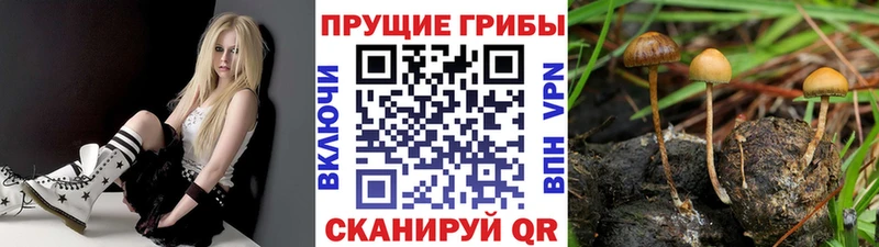 Купить где Балтийск Псилоцибиновые грибы Cubensis